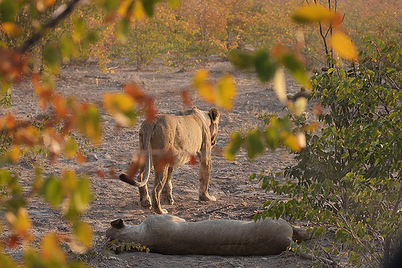 Ongava Private Reserve