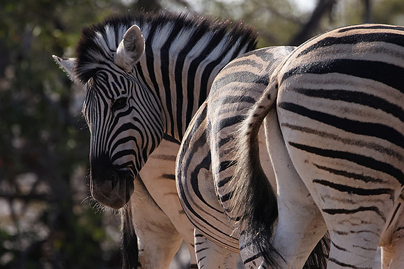 Burchell's zebra - Ongava Private Reserve