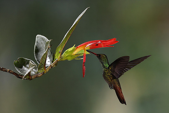 Rufus-tailed