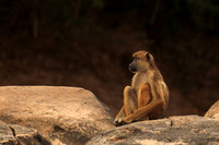 Selous