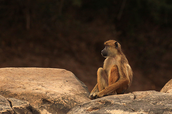 Selous