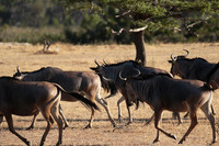 Selous