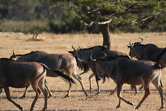 Selous