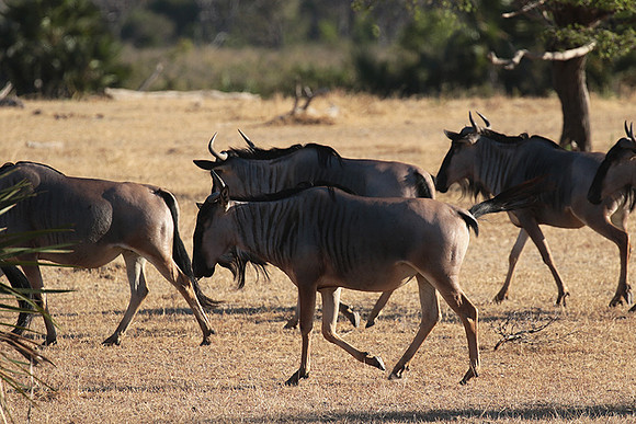 Selous