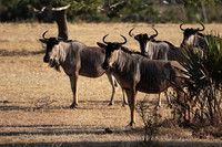 Selous