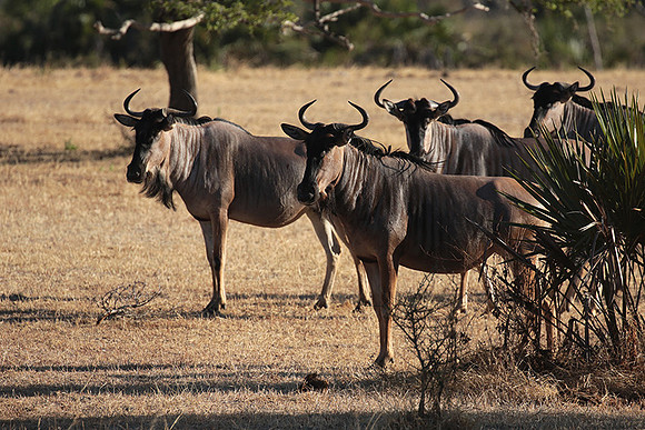 Selous