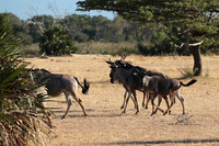 Selous