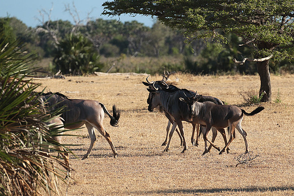 Selous