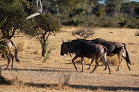 Selous