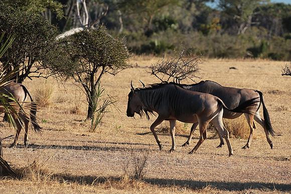 Selous