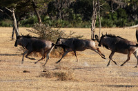 Selous