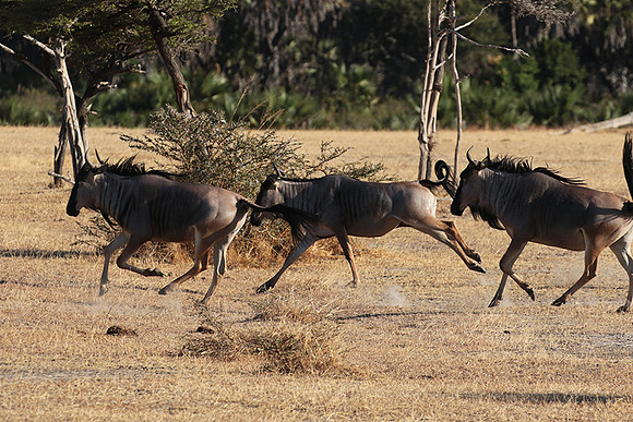 Selous