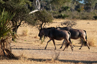 Selous