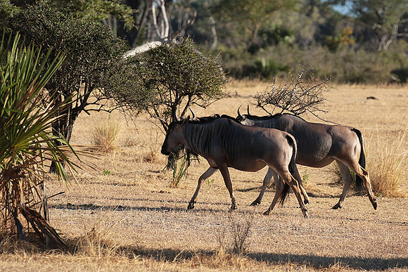 Selous