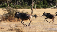 Selous