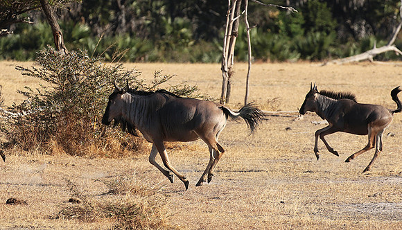 Selous