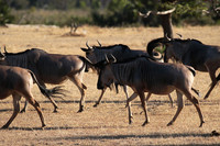 Selous