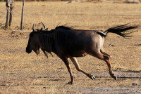 Selous