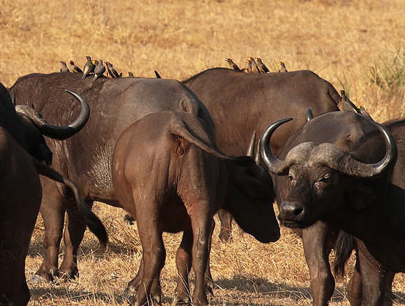 Selous