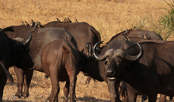 Selous