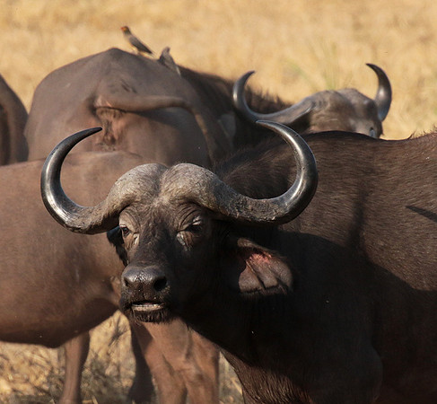 Selous