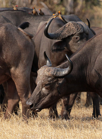 Selous