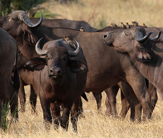 Selous