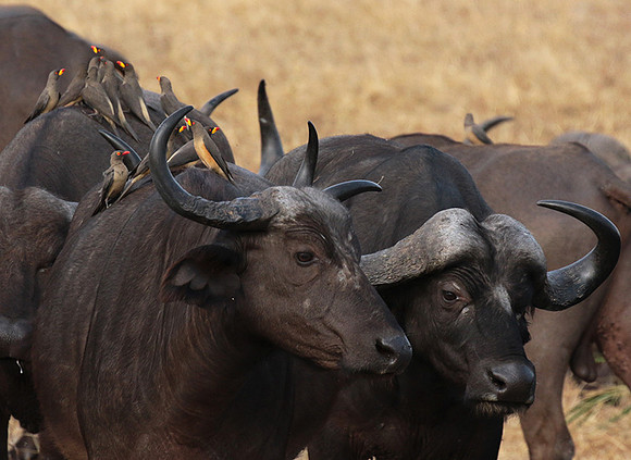Selous