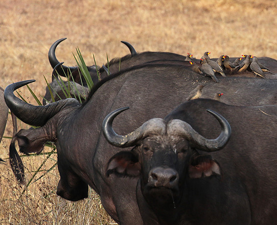 Selous