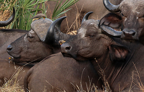 Selous