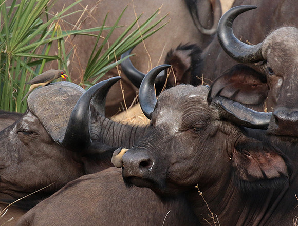 Selous