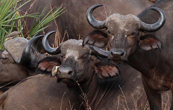 Selous