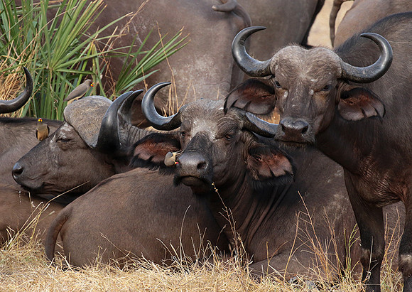 Selous