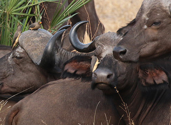 Selous