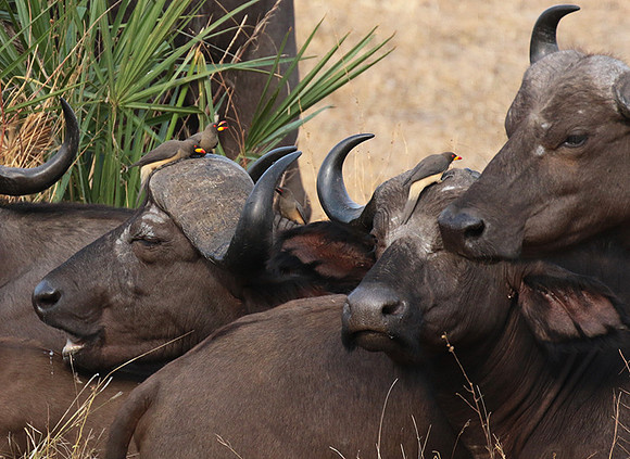 Selous