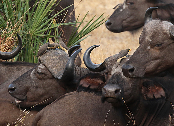 Selous