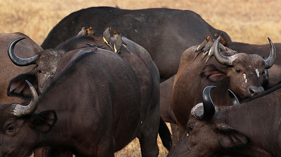 Selous