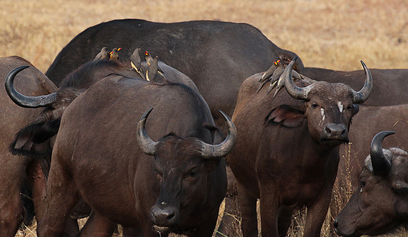 Selous
