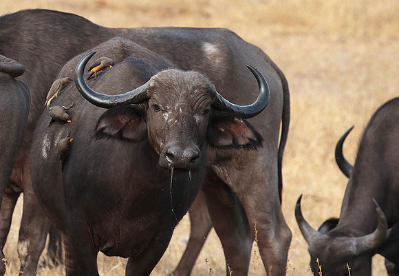 Selous