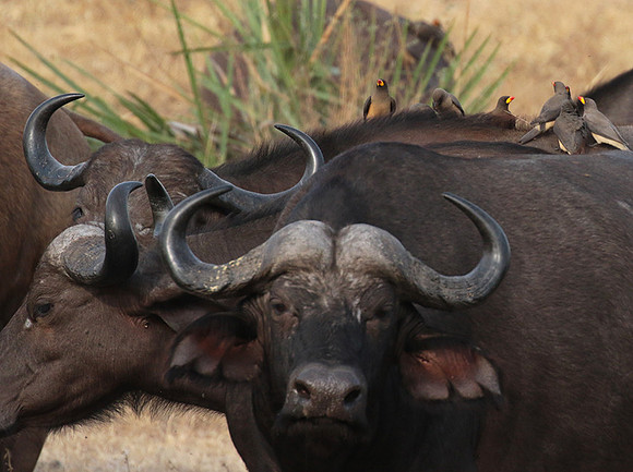 Selous