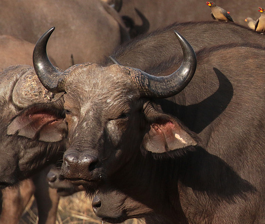 Selous