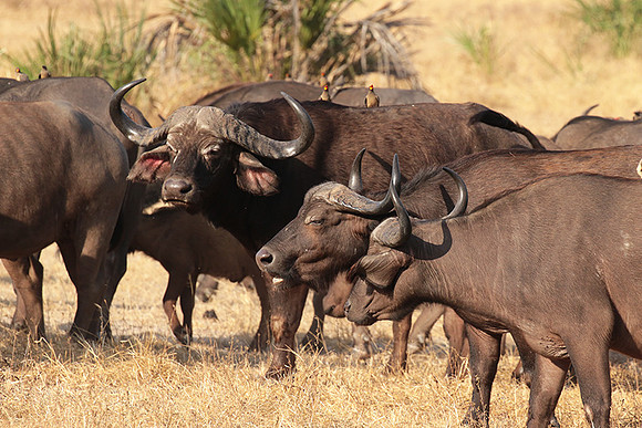 Selous