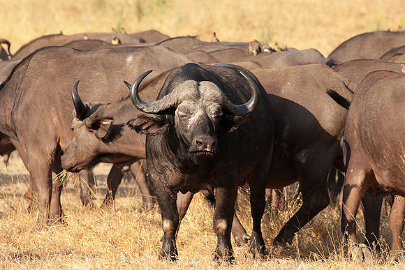 Selous