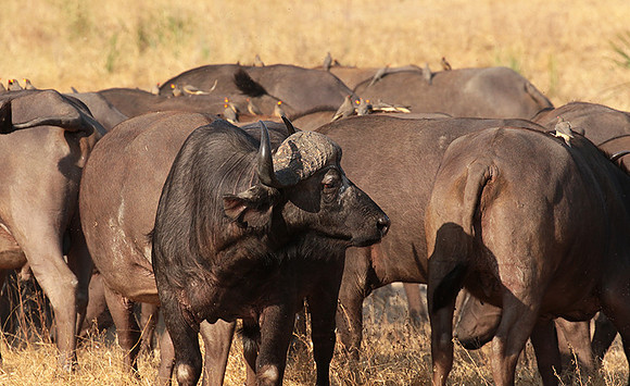 Selous