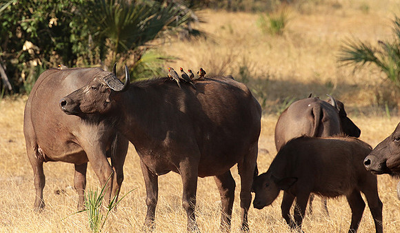 Selous