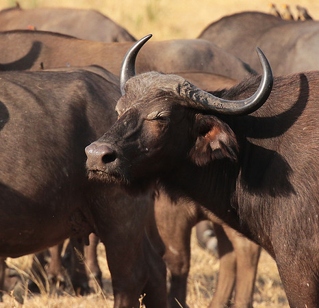 Selous