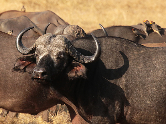 Selous