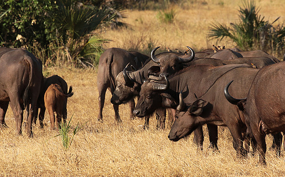 Selous