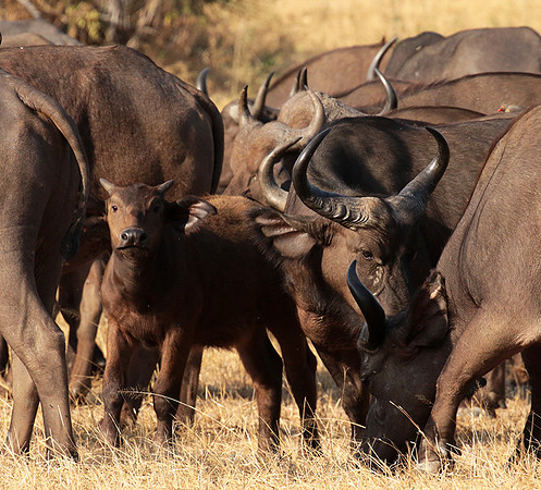 Selous