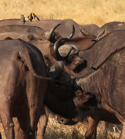 Selous
